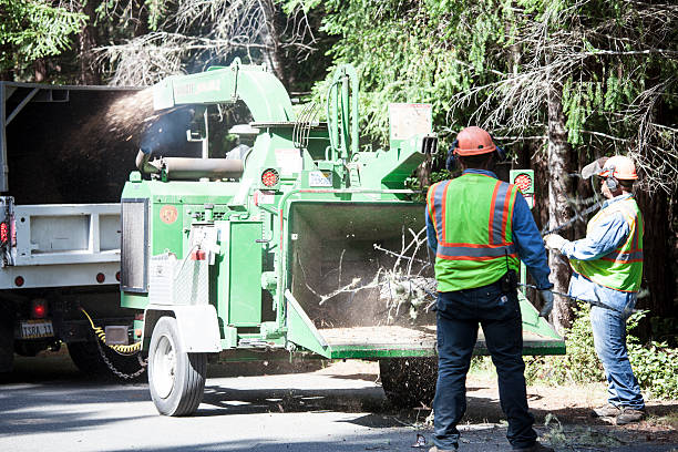 How Our Tree Care Process Works  in  Mccord, OK