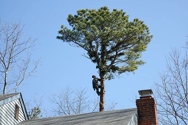 Lawn Pest Prevention in Mccord, OK